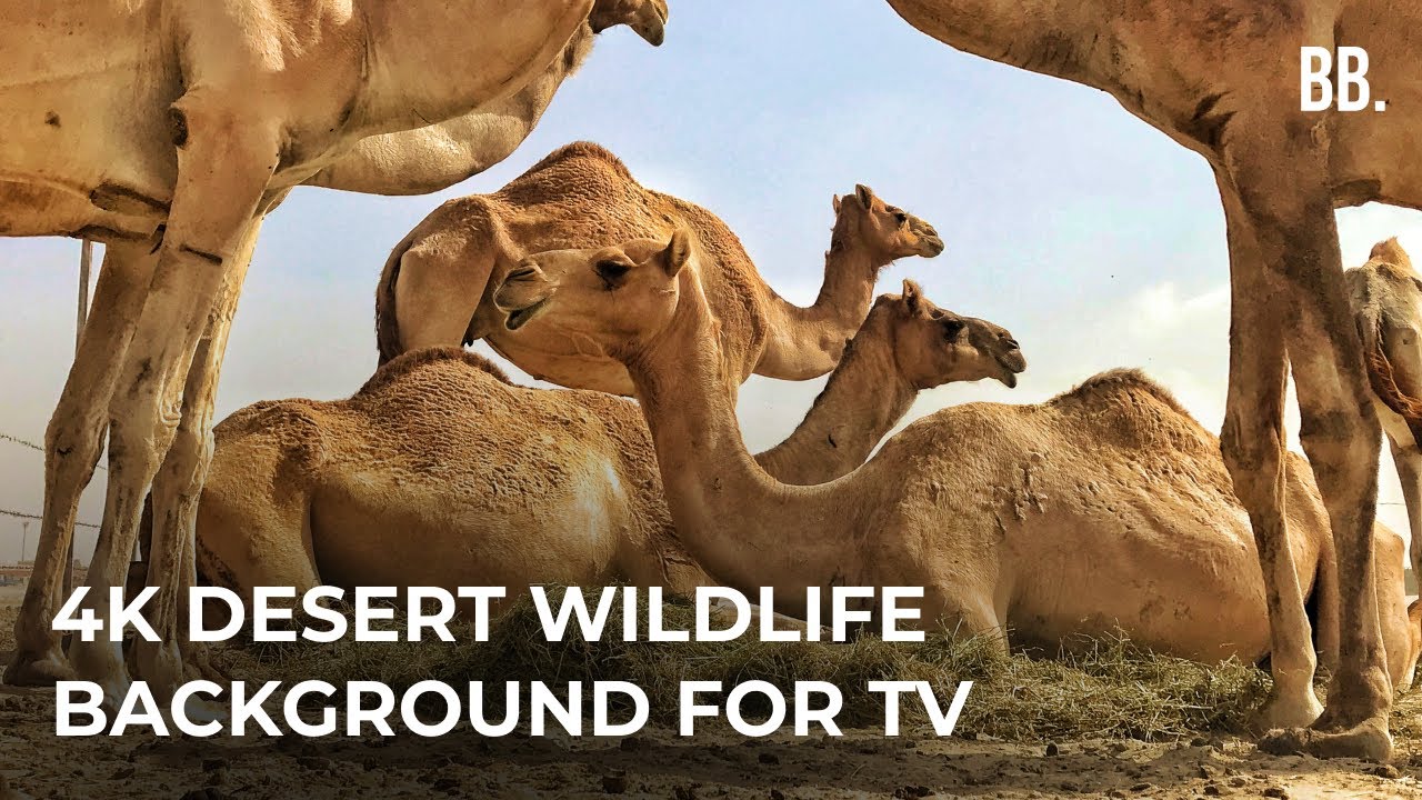 4K Desert Safari & Relaxing Wild Sounds | 4K Deserts Relaxation Film | Wildlife Animals ScreenSaver