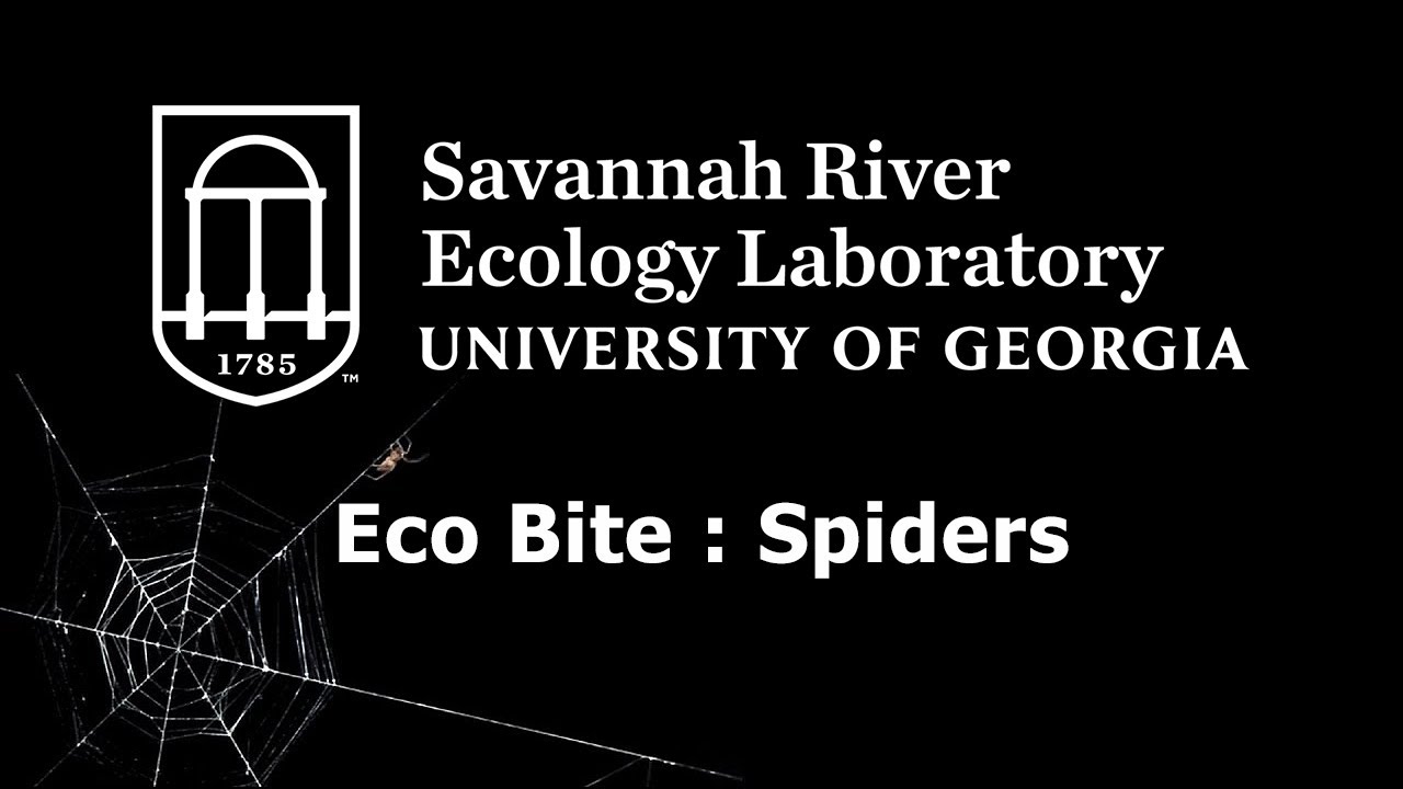SREL Eco Bite : Spiders