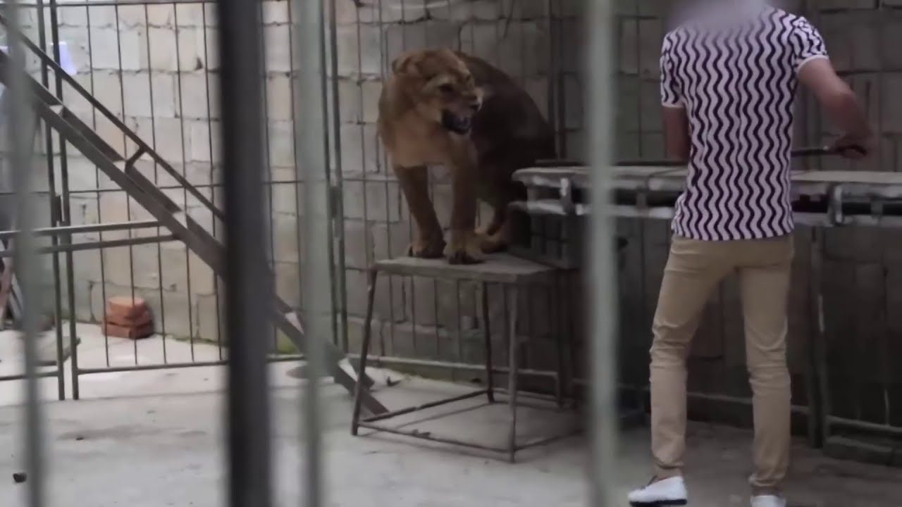 Los animales en el #circo son golpeados, acosados, encadenados y desprovistos
