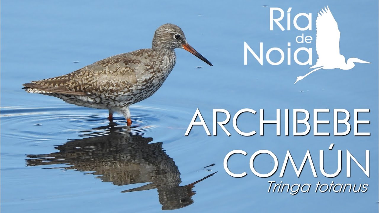Archibebe común o bilurico común (Tringa totanus) en el paseo marítimo de Noia. Ría de Noia