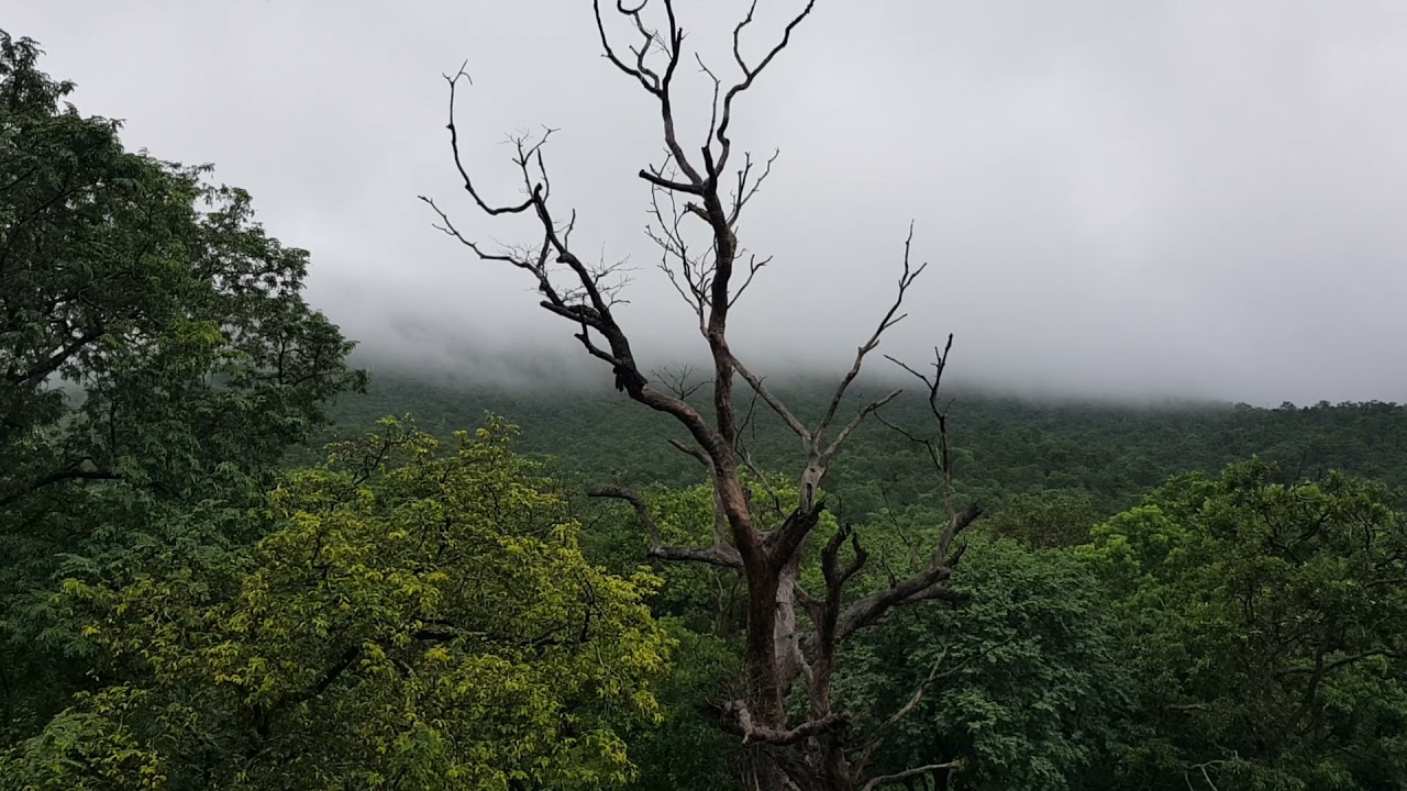Talakona forest near Tirupati