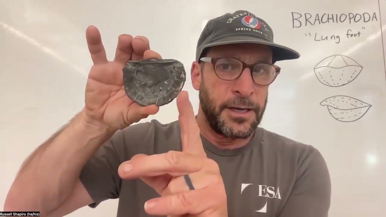 Lesson 5: Brachiopods
