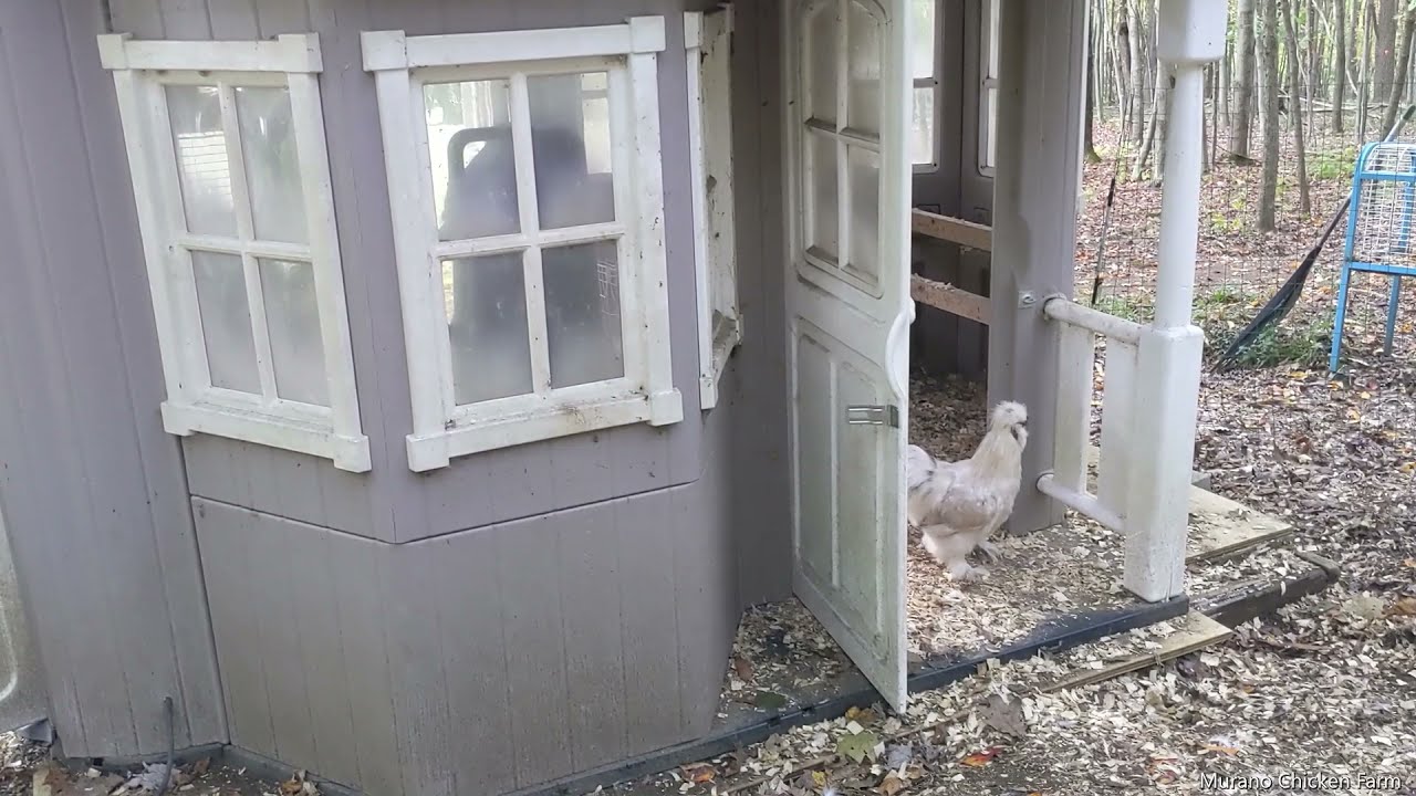 Tour of a chicken coop made out of a plastic playhouse