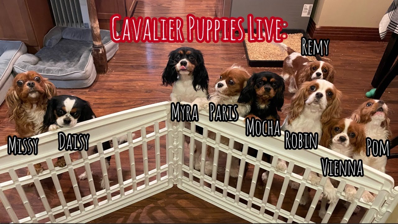 Cavalier Puppy Livestream: Mama Dogs are Drama Dogs
