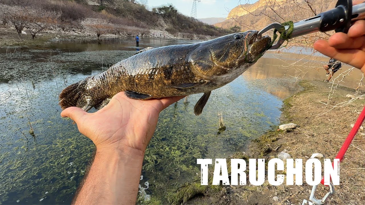 Volvieron las TARARIRAS🐊 | Dique Cabra Corral