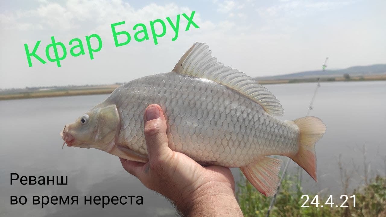 Кфар Барух 24.4.21 Нерест. 