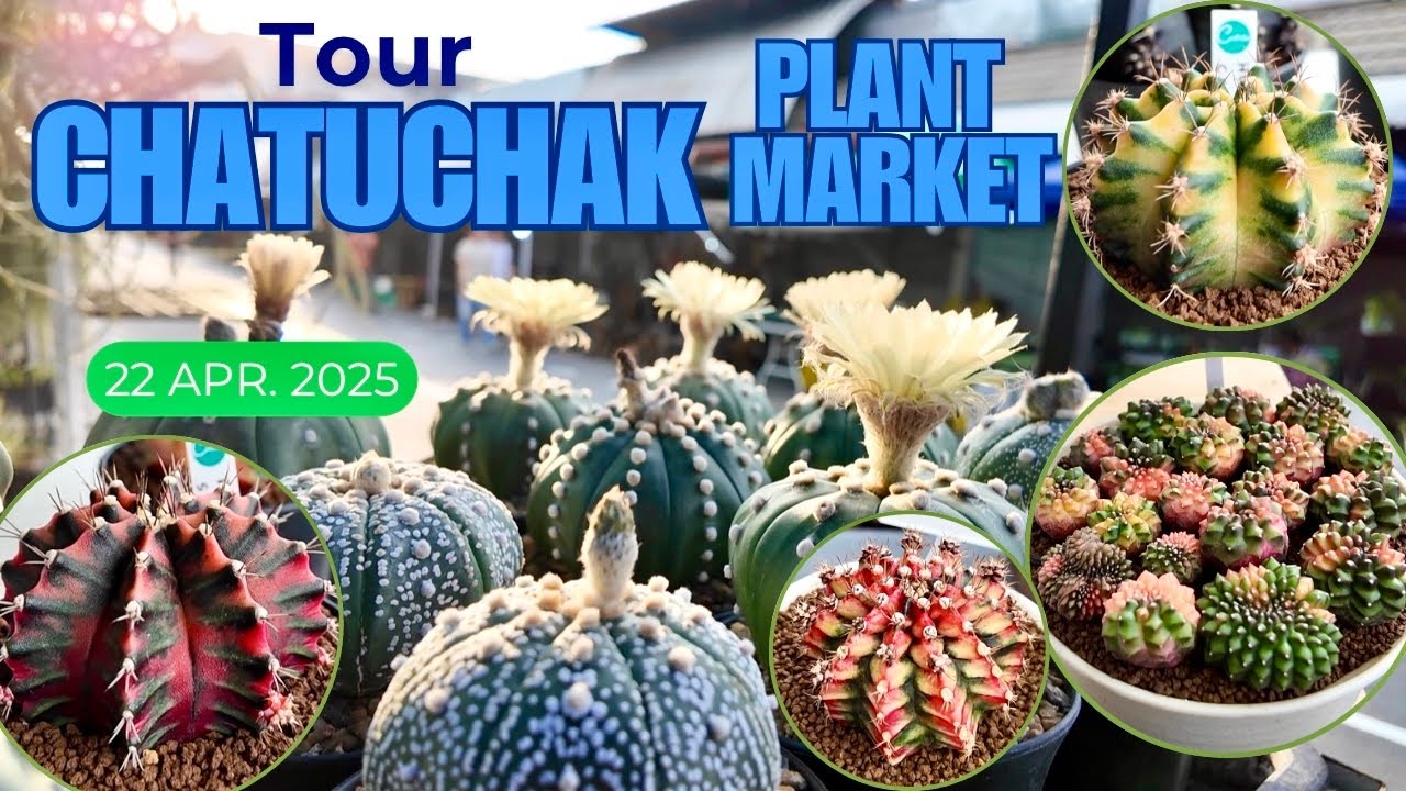 Tour Chatuchak Plant Market : 🌵a lot of beautful cactus for sale✨| Tue. 22 Apr 2025. Every Tuesday