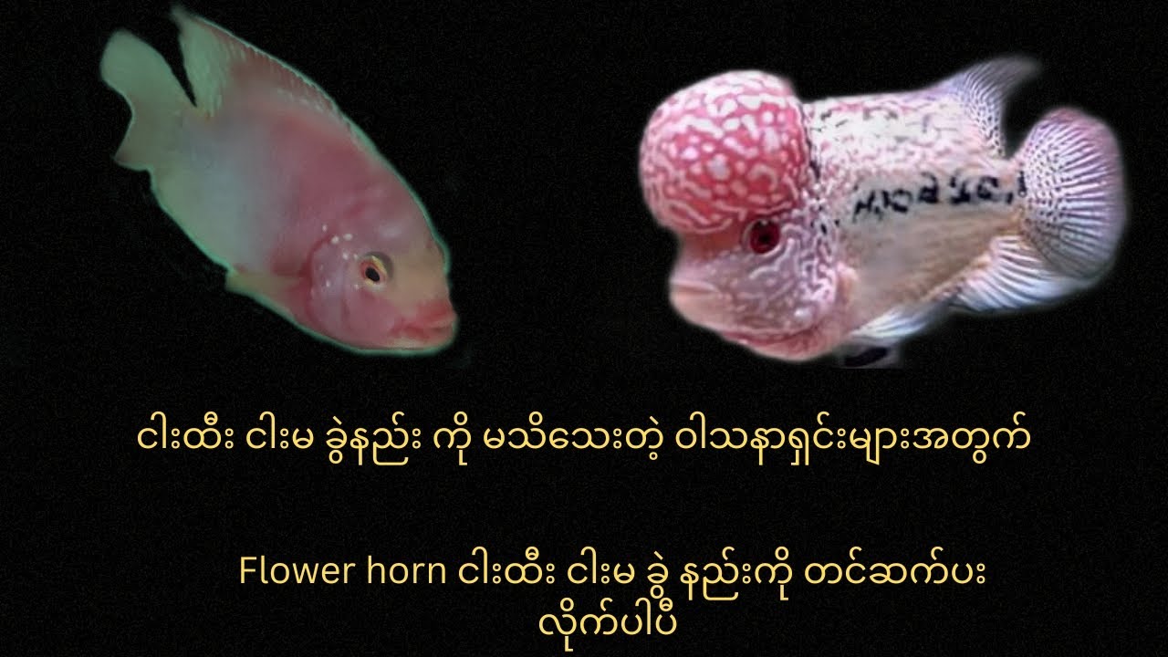 horn နှင့် ပက်သက်သေားဗဟုသုတ များအမြဲ တင်ဆက်ပေးသွားပါမယ် #flowerhorn #kamfa #95kamfafram #kamfaf2