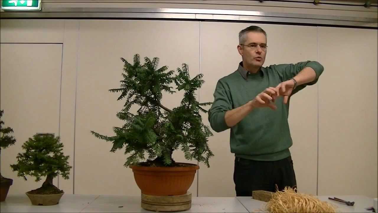 Taxus baccata. Demonstratie Bart Verstappen