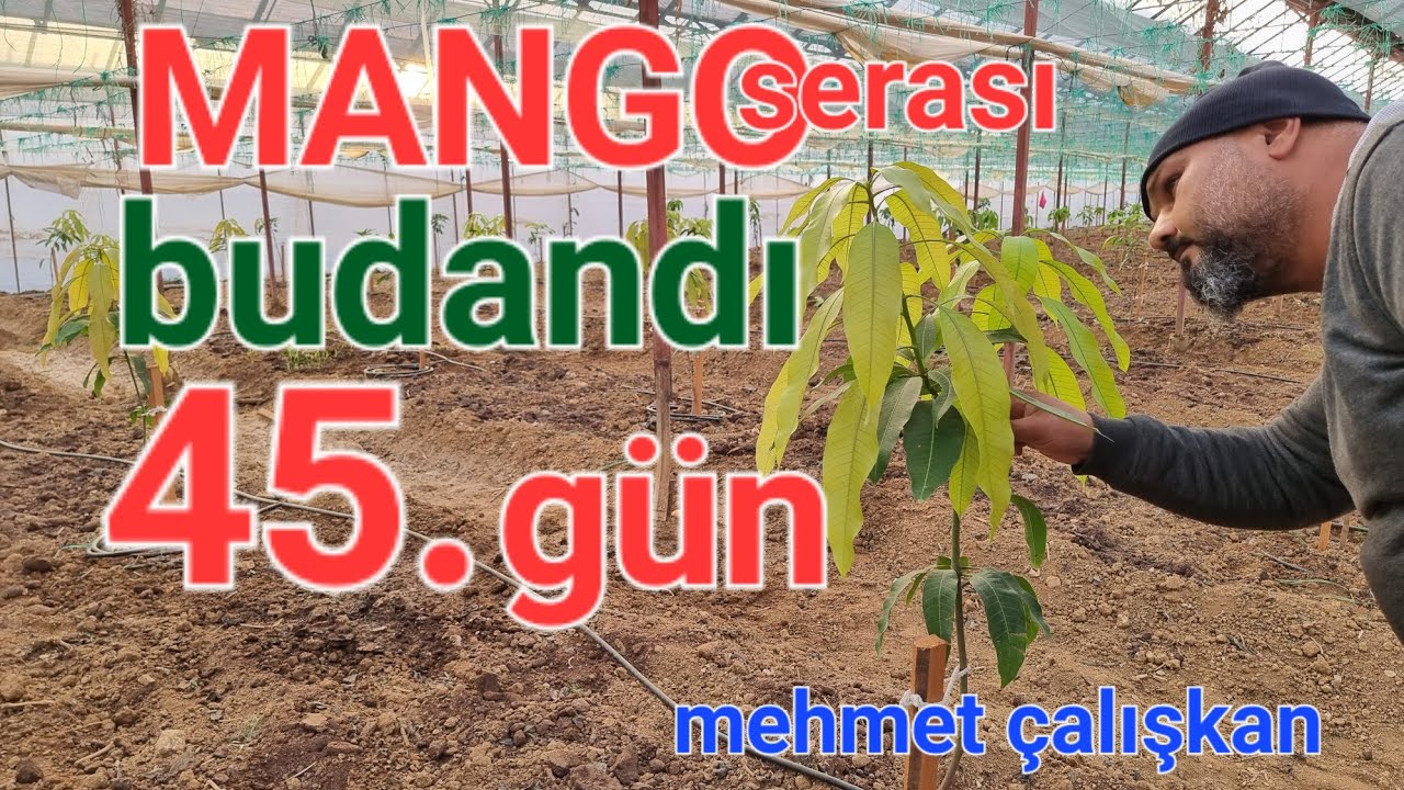 Mango Serası budandı sonuç süperrr. Dündar yıldız. mehmet çalışkan Mango nasıl budanır. yerli mango.