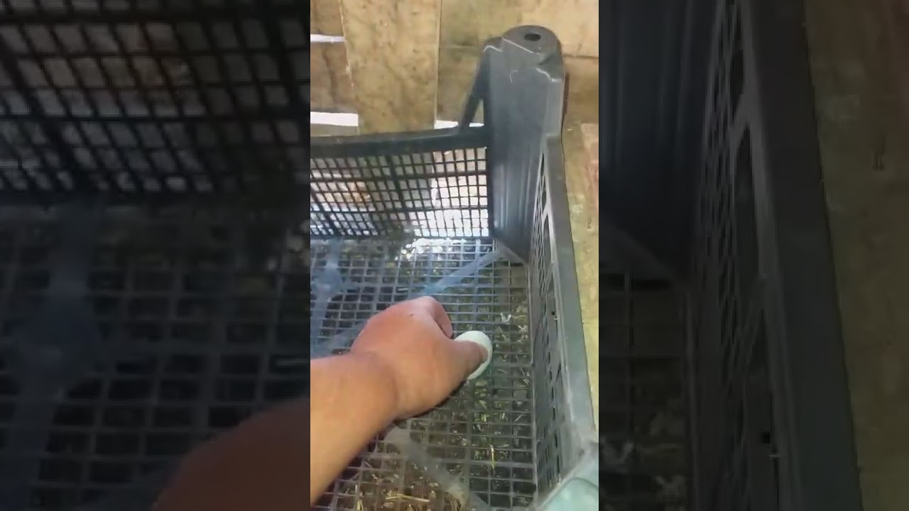 Yumurtasını yiyen Tavuklar İçin Akıllı Folluk...