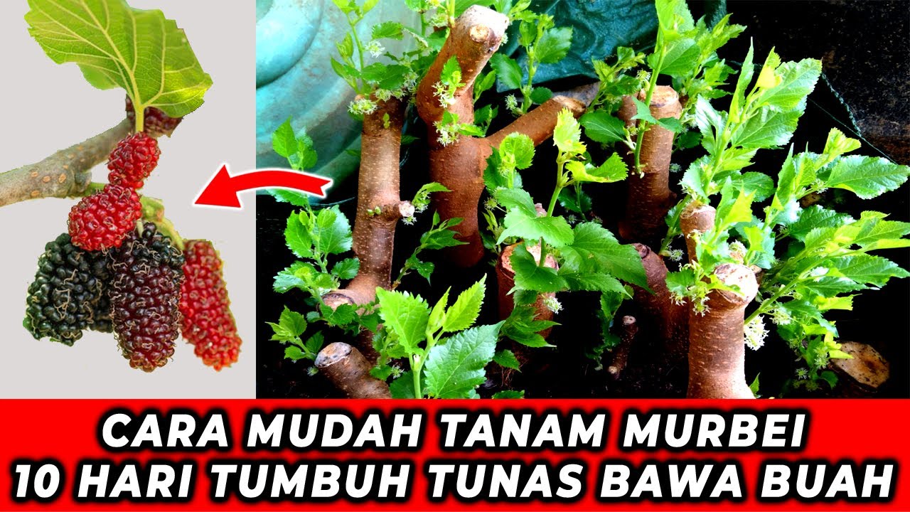 INI RAHASIA CARA MENANAM MURBEI/MULBERRY - 10 HARI TUMBUH TUNAS DAN BAWA BUAH