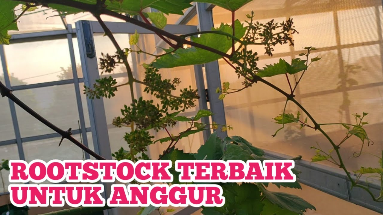 Memilih Rootstock Terbaik untuk Anggur  Agar Anggur Berbuah Lebat