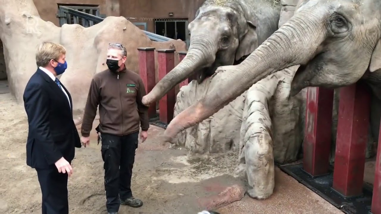 Koning trakteert olifant op appeltje in Blijdorp