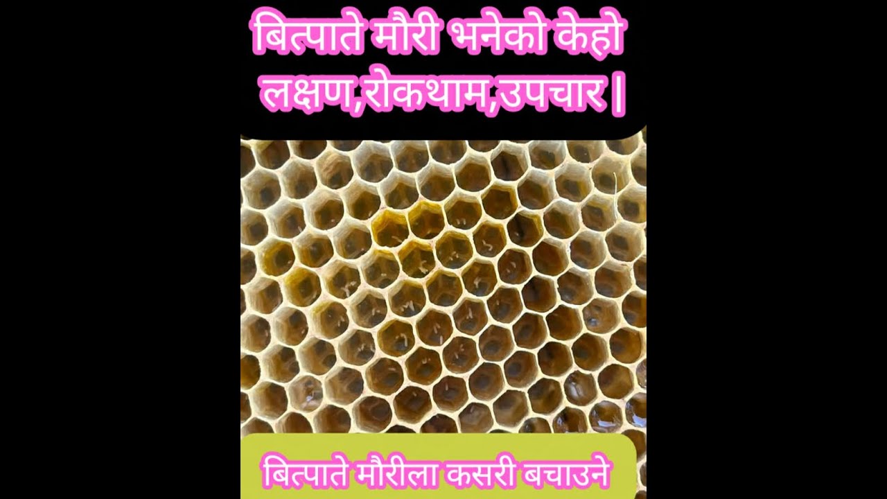 All about queenless beehive /बित्पाते माैरी भनेकाे केहाे?¡ लक्षण,राकथाम,उपचार |