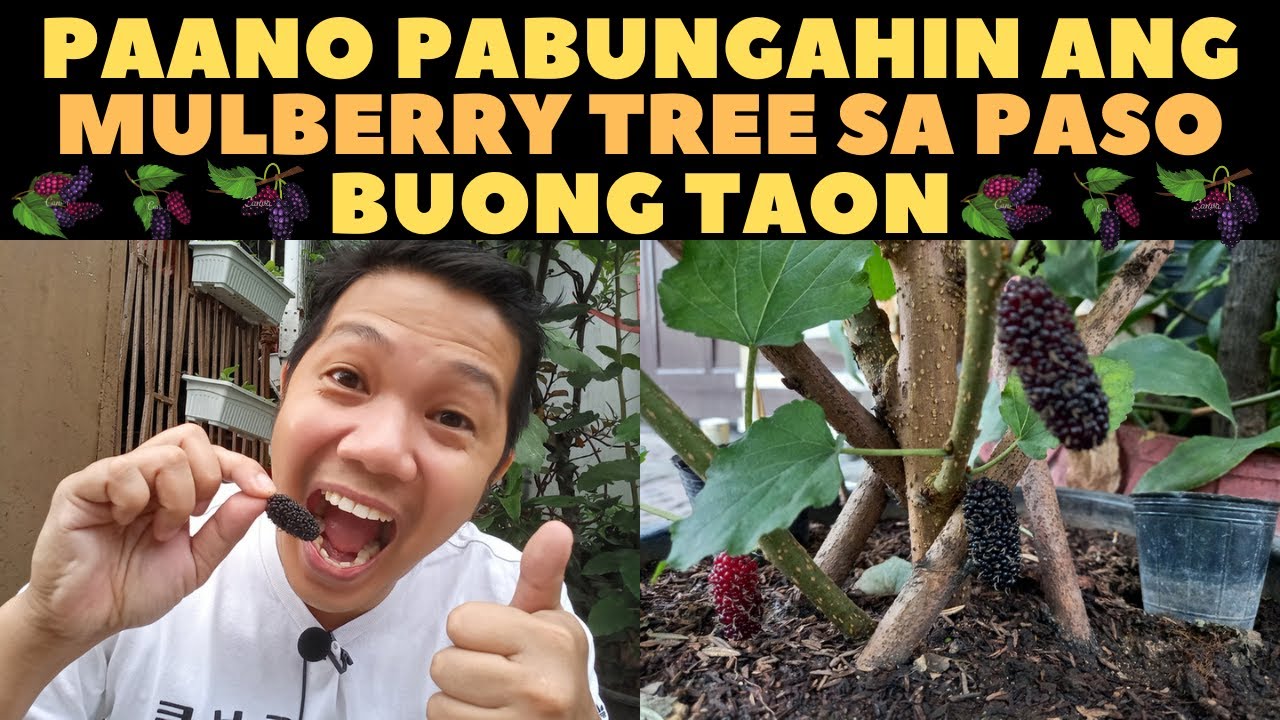 🔴 SEKRETO KUNG PAANO PABUNGAHIN ANG MULBERRY TREE SA PASO BUONG TAON | MULBERRY IN THE PHILIPPINES