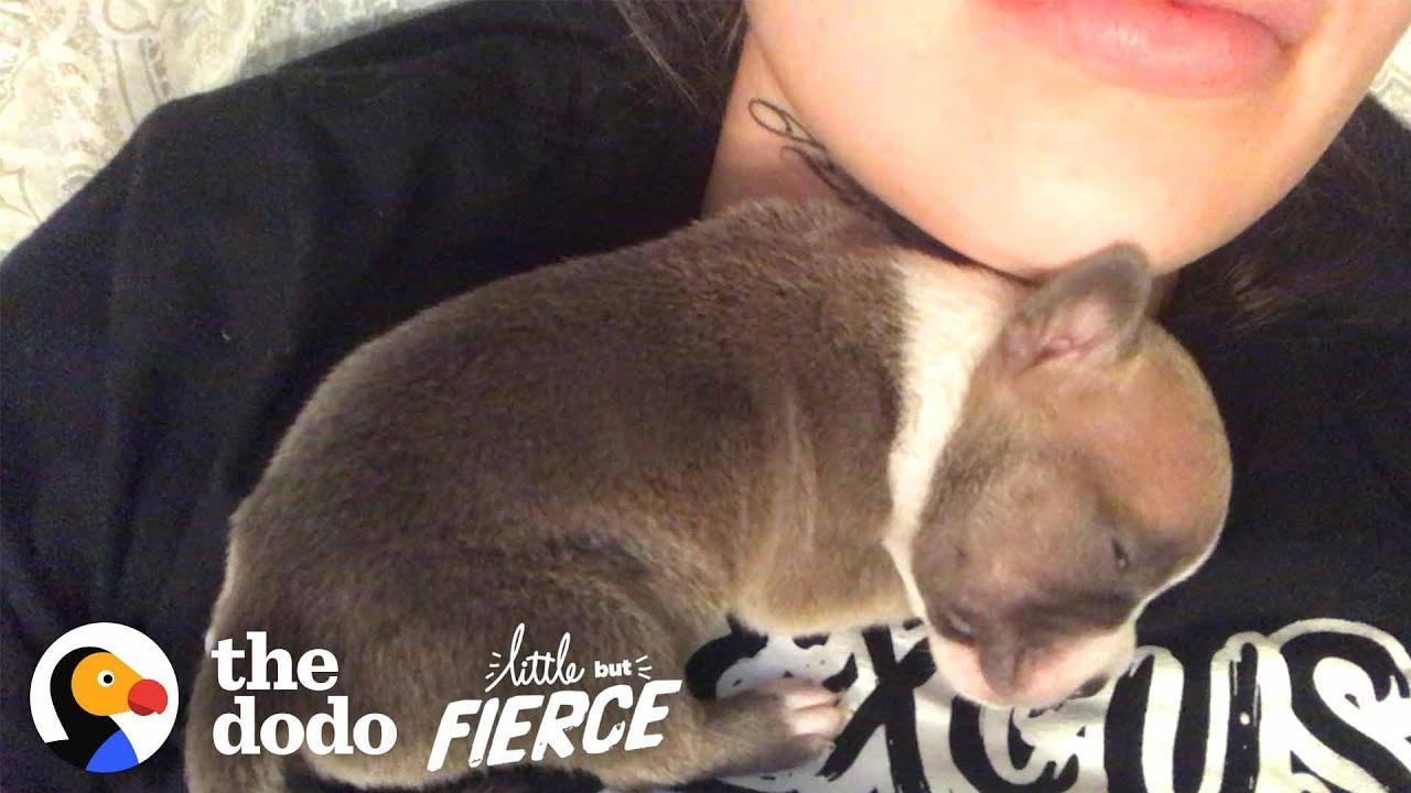 1-Day-Old Puppy Grows Up To Have The CRAZIEST Ears | The Dodo Little But Fierce