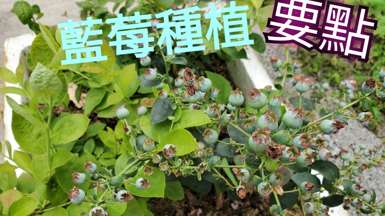 藍莓種植-台灣平地種藍莓，配土是重點！（詳細資訊在說明欄）