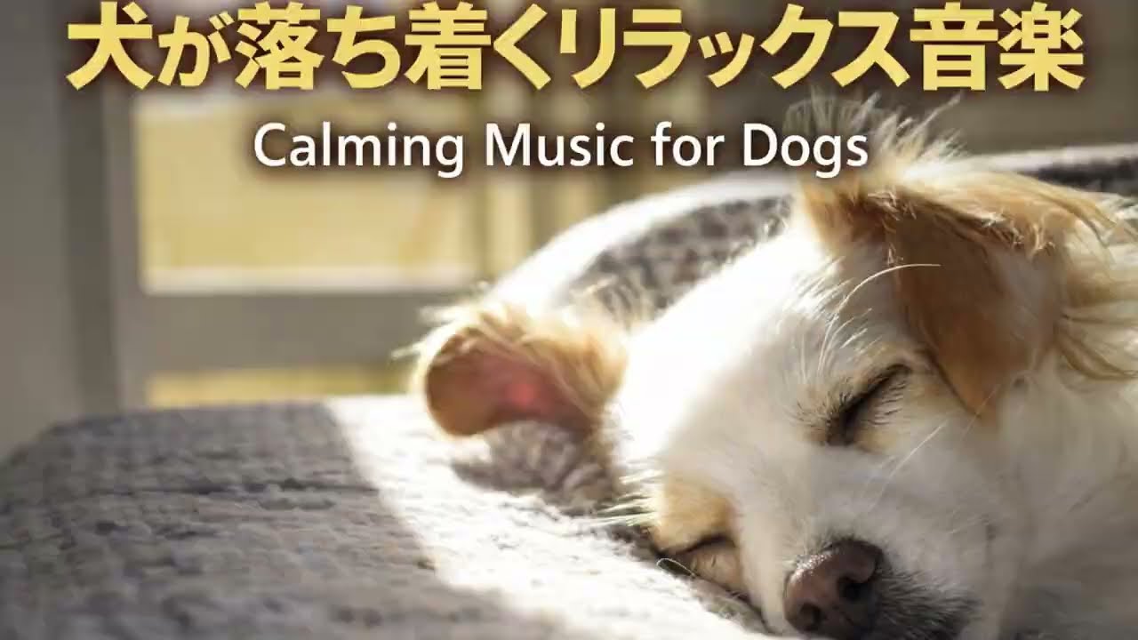 留守番中の犬の音楽｜Music for Dogs Home Alone