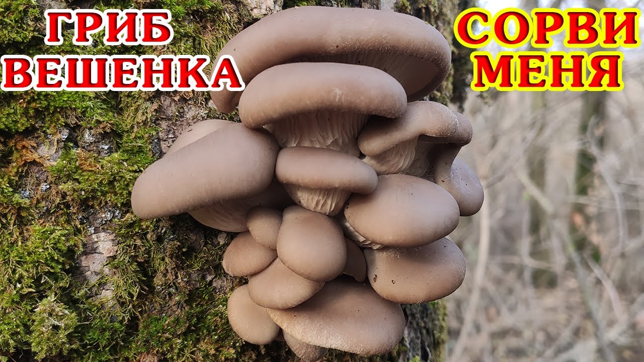 7 килограмм грибов ВЕШЕНКИ обыкновенной за 30 минут! Рядом с домом!