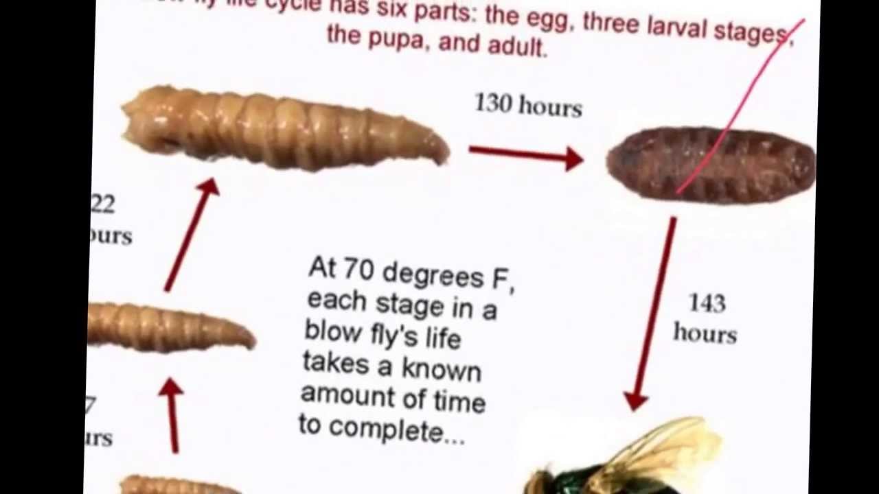 8.1 Entomology Basics