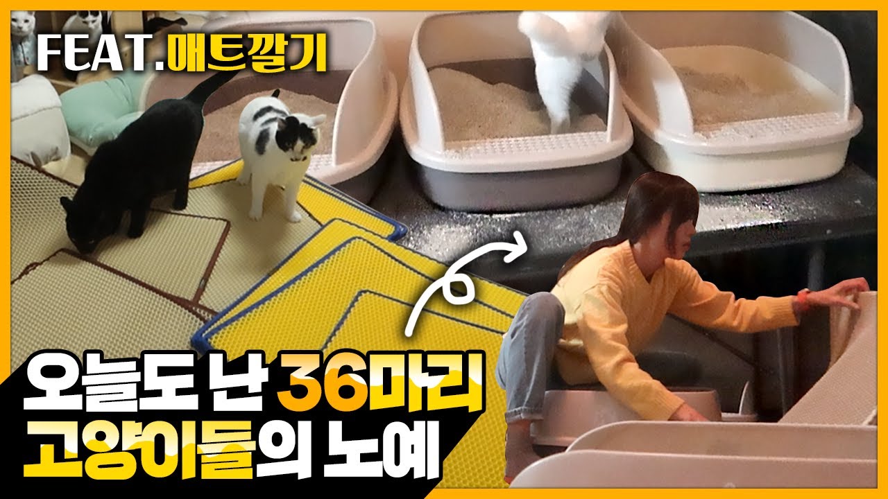 [집사Vlog] 오늘도 난 36마리 고양이들의 노예(feat. 사하라 사막에서 살고있다)