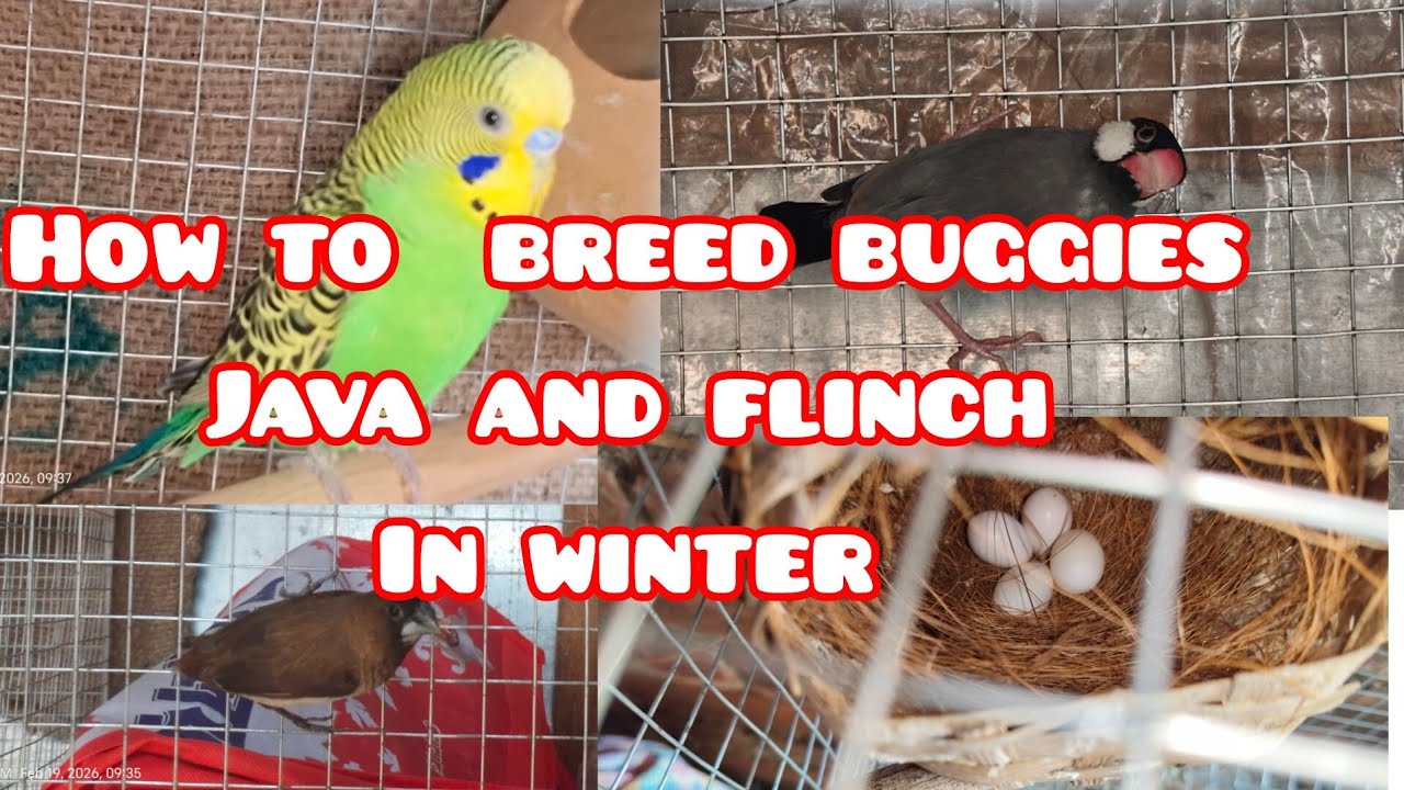 How to breed buggies ,java and finch in winter #viralvideo #birdspecies #birds #winter 
