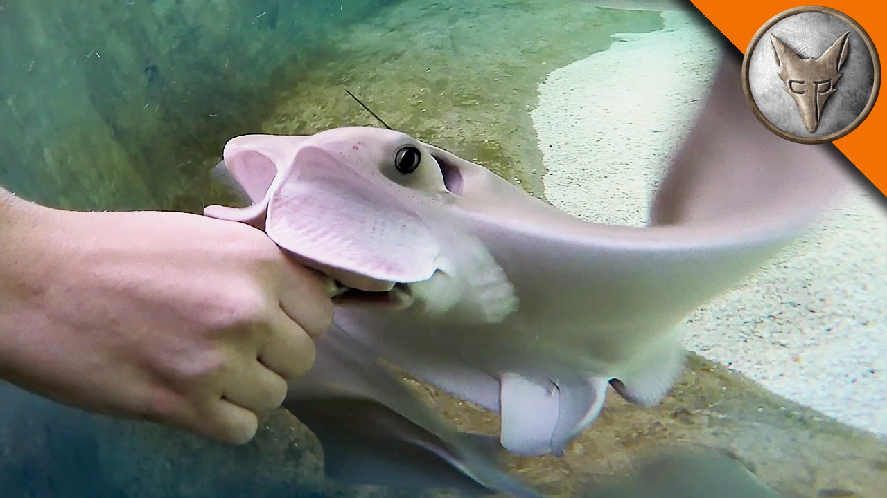 Stingray Feeding Time!