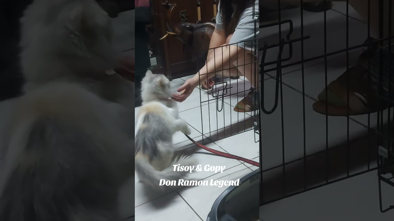 Tisoy tirhan mo naman si mama Gopy
