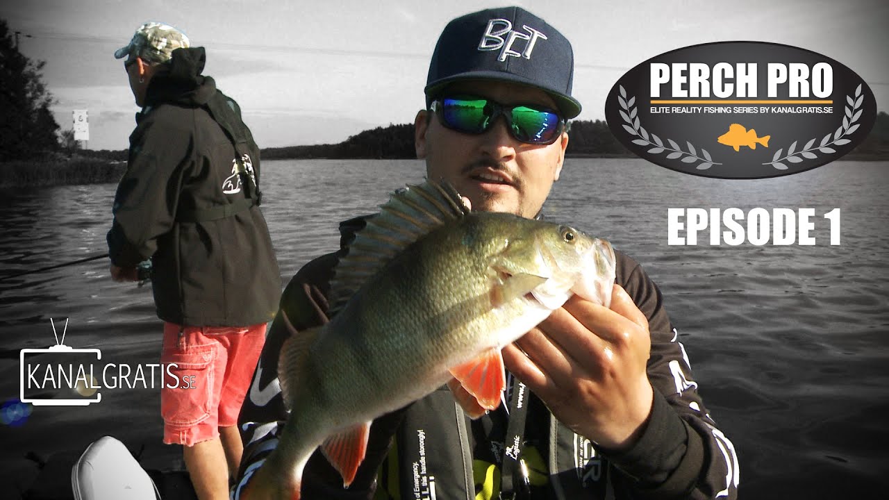 Perch Pro - EPISODE 1 - The Next Level of Perch Fishing | Kanalgratis.se