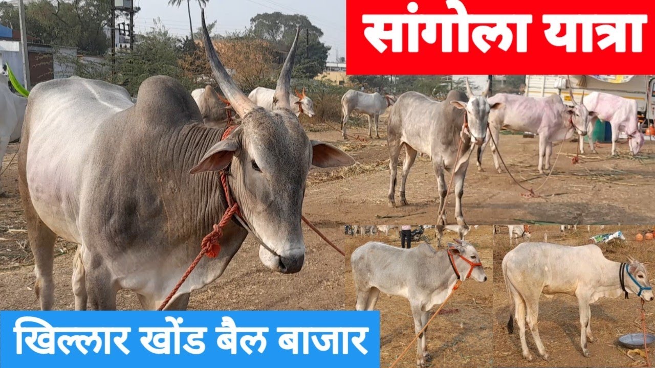 सांगोला यात्रा खिल्लार खोंड बैल बाजार | Sangola Yatra Khillar Bull Market