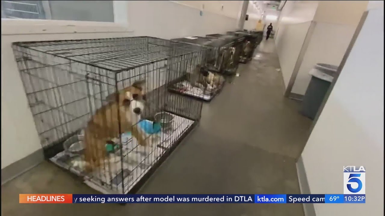 Officials propose solution to combat overcrowded animal shelters