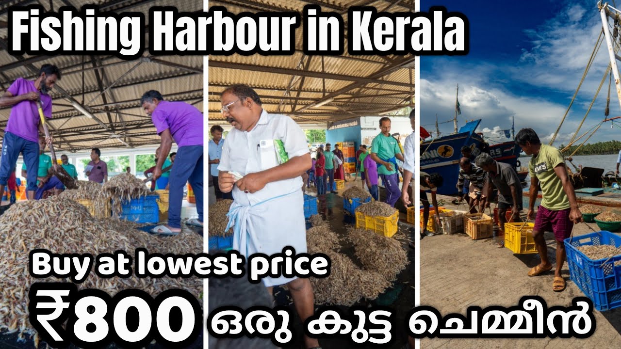 ചെമ്മീൻ ചാകര | Fishing Harbour in Kerala | Munakkakadav Fishing harbour | prawns buy at lowest price