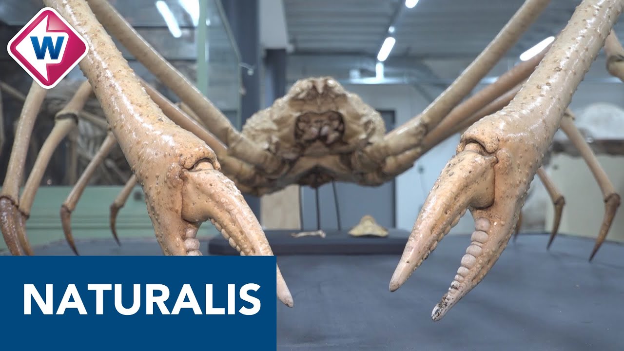 200 jaar Naturalis: kijkje in depot met bijzondere dieren - OMROEP WEST
