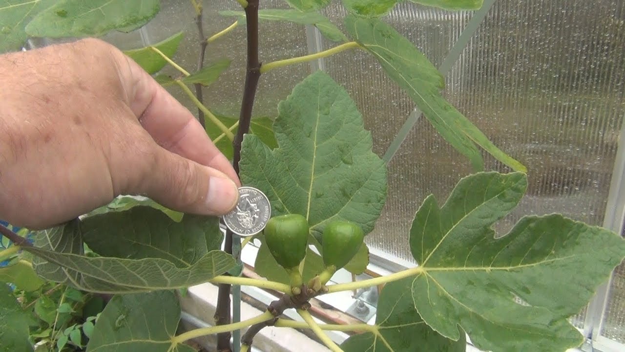 Ponte Tresa Fig Tree and air layer updates