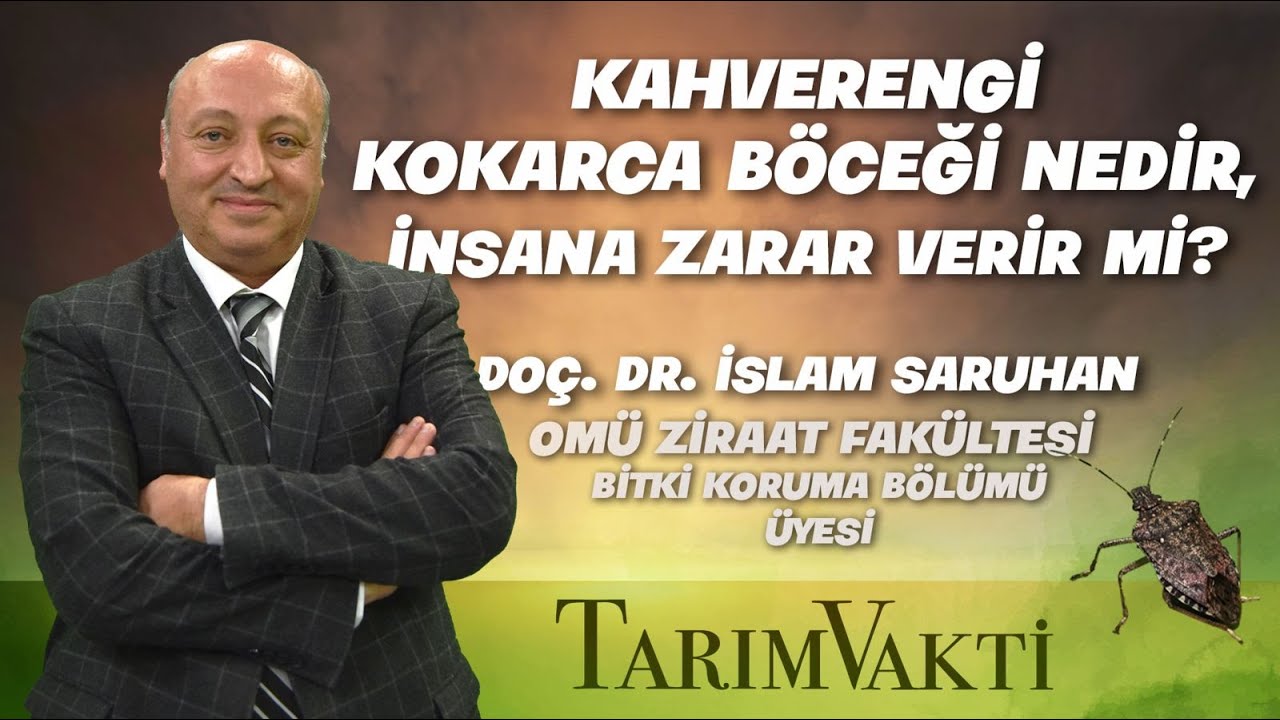Kahverengi Kokarca Böceği (Halyomorpha Halys) Nedir?