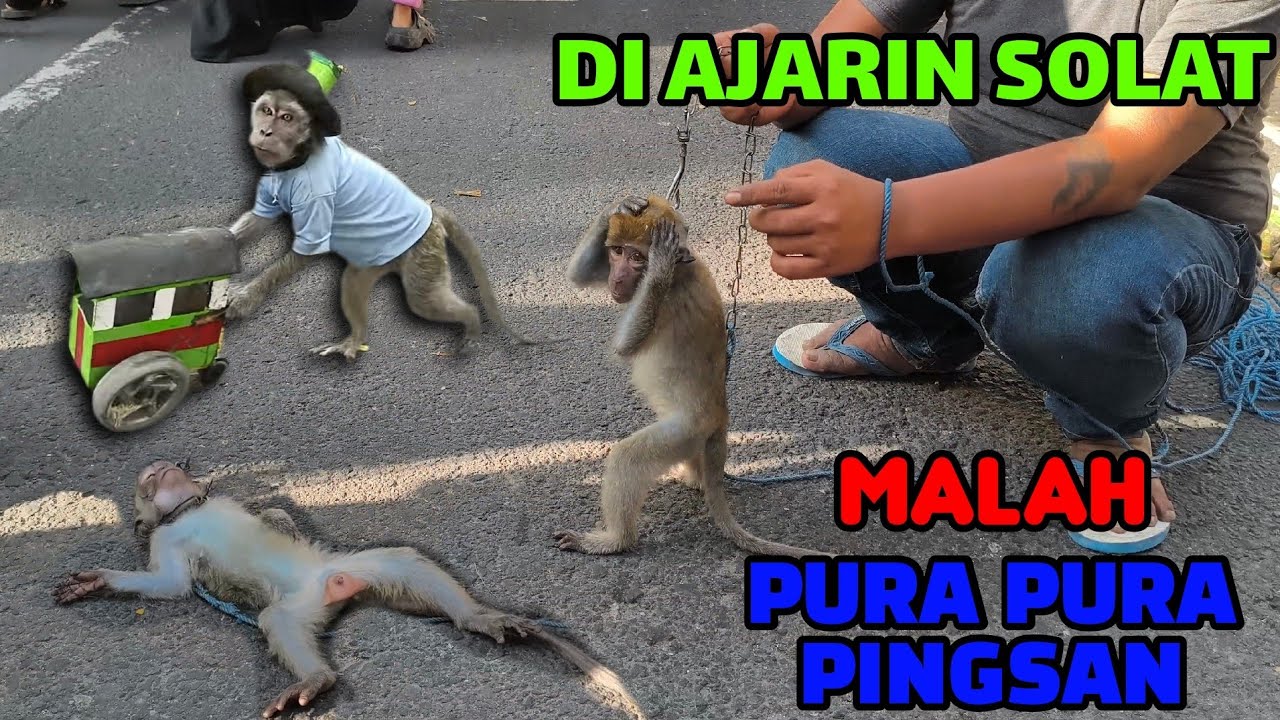 FUNNY MONKEY, TOPENG MONYET LUCU DI AJARIN SOLAT MALAH PURA-PURA PINGSAN FULL ATTRACTION