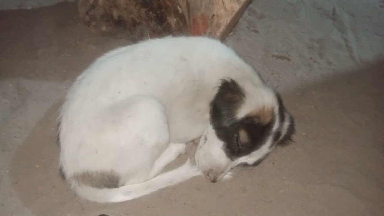 Puppy is sleeping #rabbit #cat #dogs #cute #puppy #kitten #monkey #shortvideo #seal #pet 