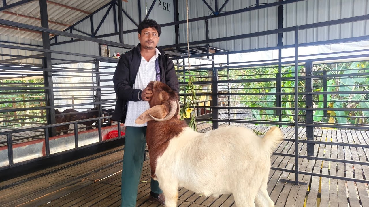 ছাগল চাষ কিভাবে করবেন ? #goatfarming #goat 