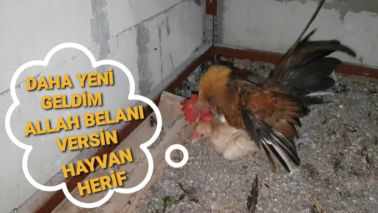 SERAMA HOROZA 2. TAVUK ALDIM DELİRDİ !!! DIŞARIDAN ALINAN HAYVAN KÜMESE NASIL KONUR ?