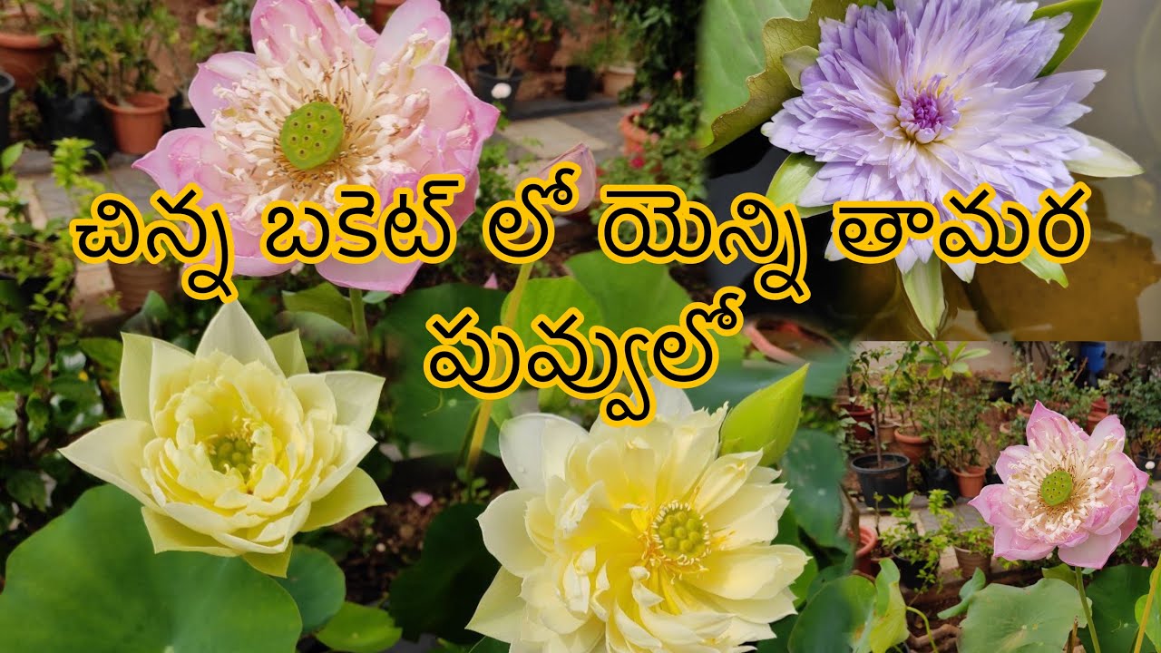 చిన్న బకెట్ లో యెన్ని తామర పువ్వులో | Lotus | Beginners can also start growing Lotus Easily |