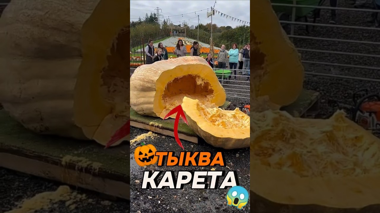 🥇 Самая большая тыква в мире 🎃