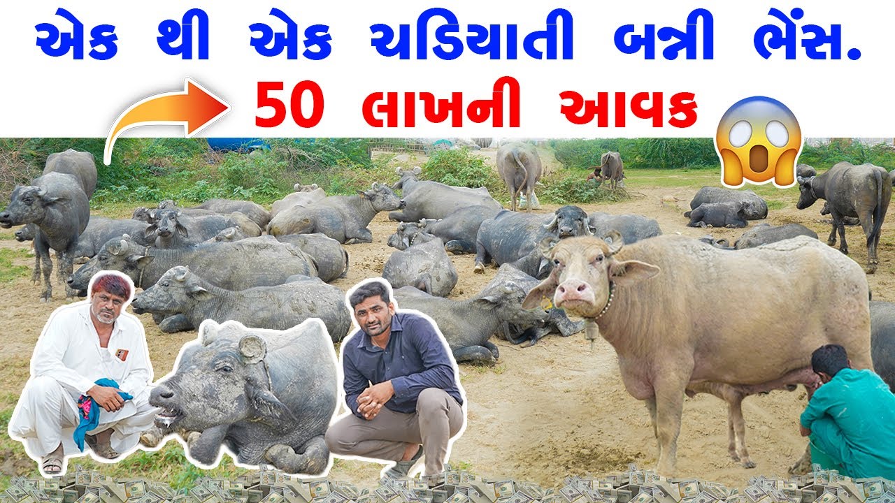એક પશુપાલકની 150 પ્યોર બન્ની ભેસોથી 50 લાખની આવક.