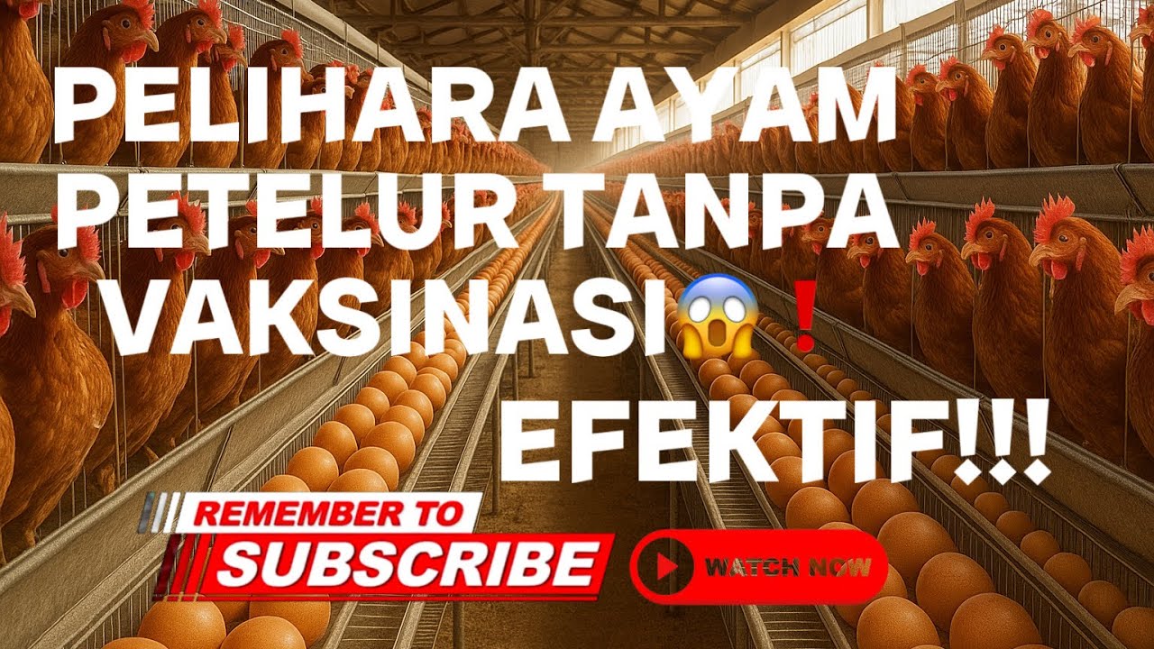 Cara pelihara ayam petelur TANPA VAKSINASI dari DOC sampai PRODUKSI | SIMAK CARANYA