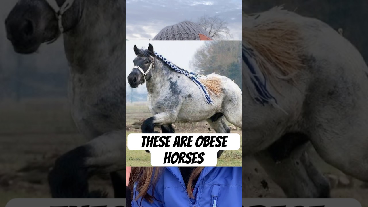 Draft horses aren’t supposed to look like this! 