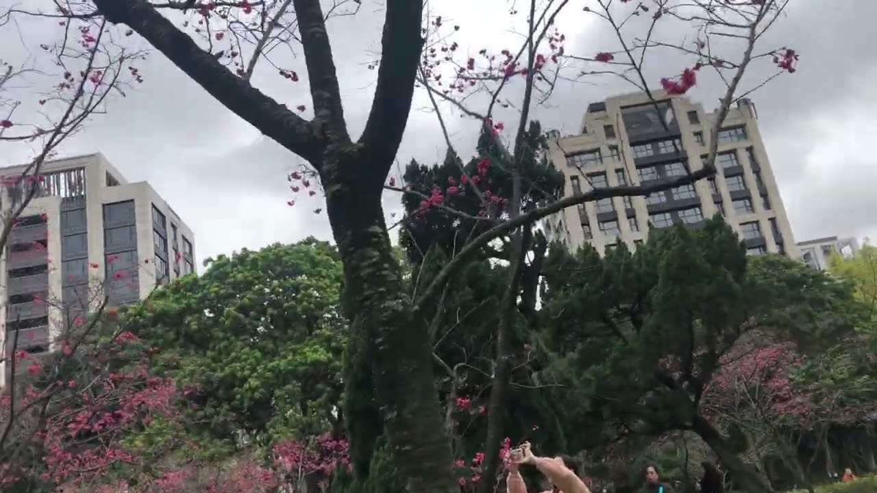 CKS part 2 cherry blossoms😍🥰