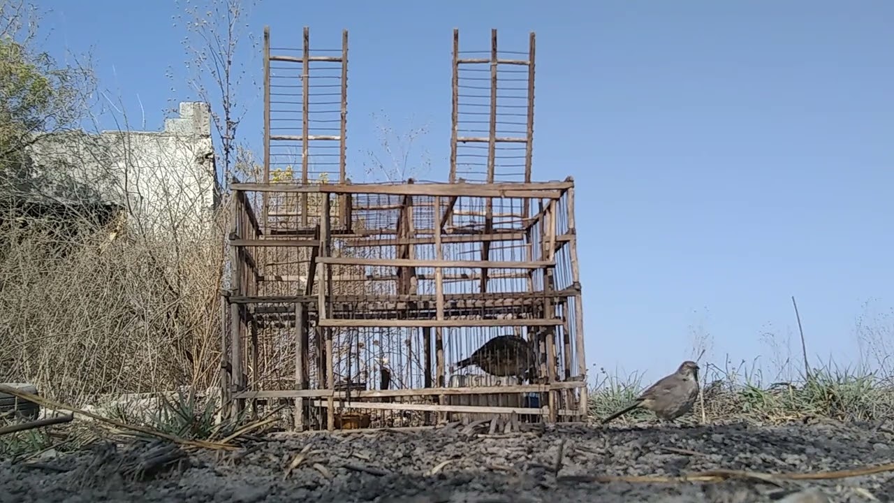 captura de huitlacoche