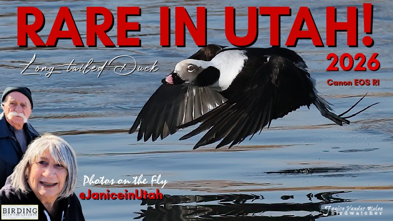 Rare in Utah!