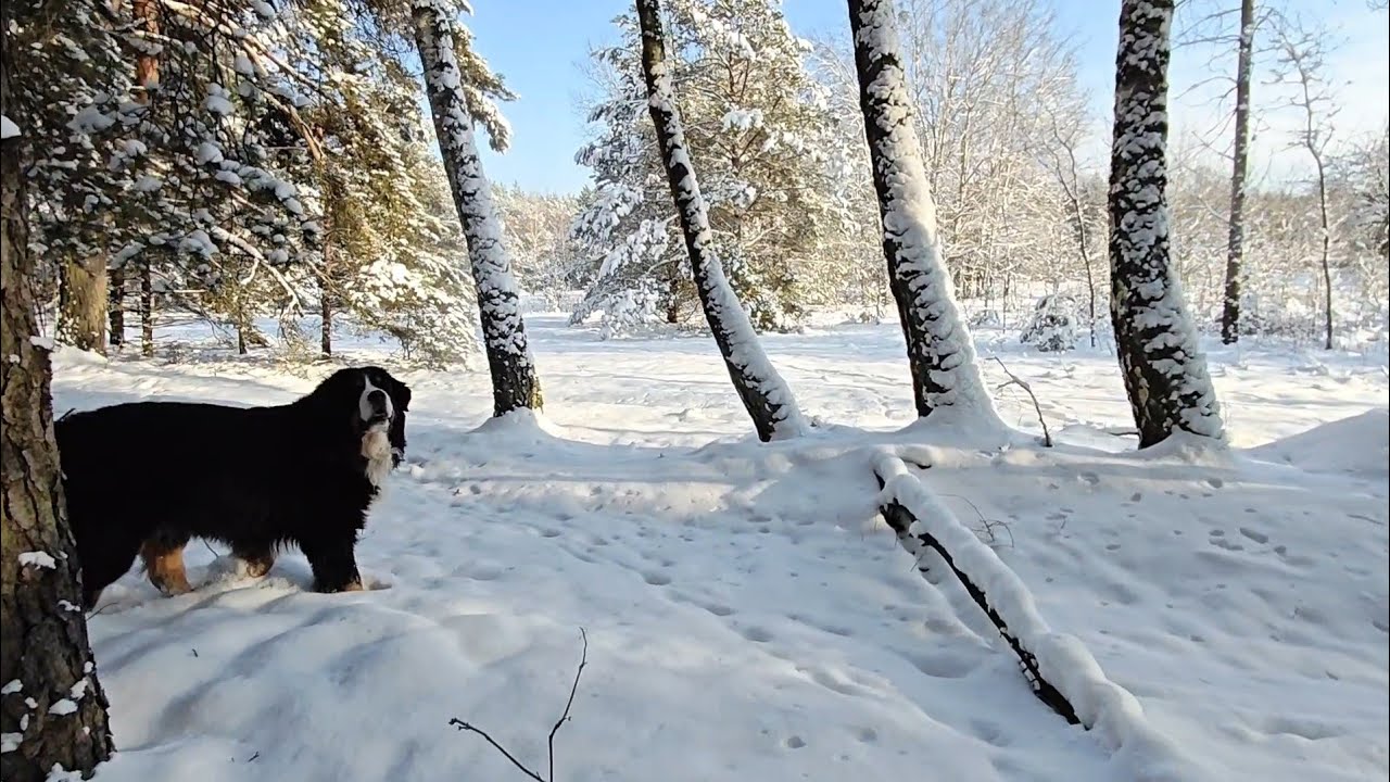Deep Snow Forest Walk in Mazovia – Bernese Dog Joy in Winter Sun