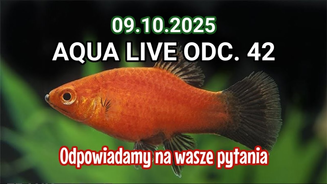 AQUA LIVE ODC. 42  | Odpowiadamy na wasze pytania  | 09.10.25 |  #aquascapingtv